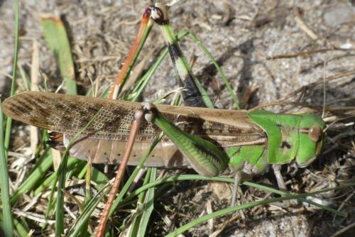 Réf. 191 433 : Locusta migratoria